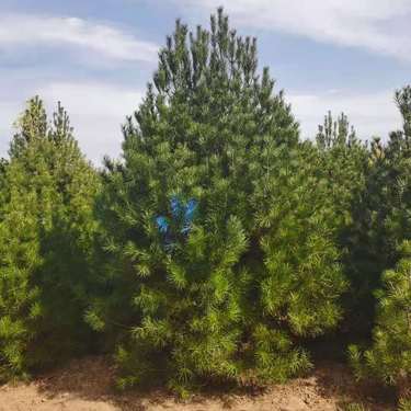 絳縣森之泉苗木種植專業(yè)合作社 綠化產(chǎn)業(yè)的堅(jiān)實(shí)力量