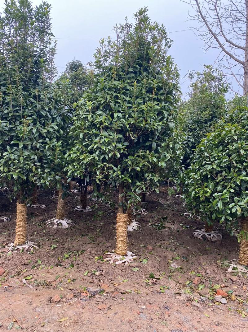 庭院種植桂花樹(shù) 規(guī)格選擇與種植指南