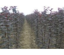 綠色之源 科學(xué)種植基地的樹(shù)木種植與管理