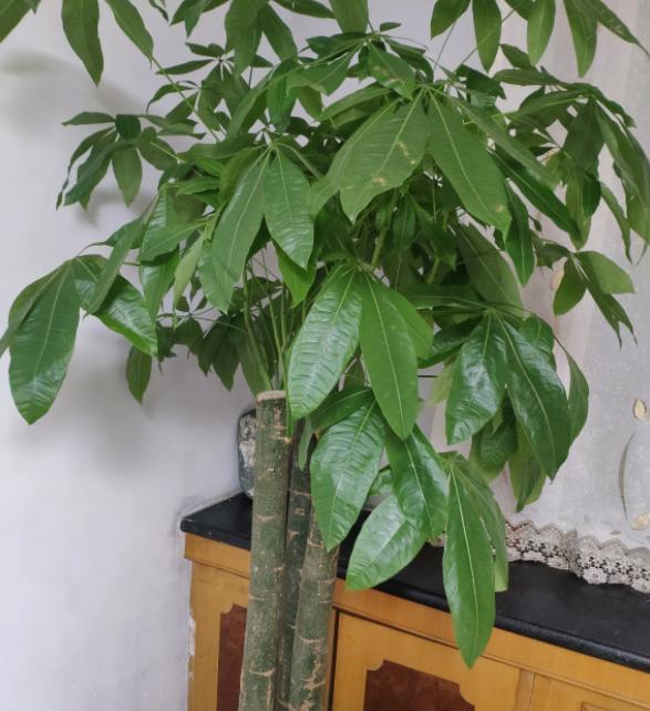 發(fā)財(cái)樹(shù)黃葉干葉的4種情況及改善方法