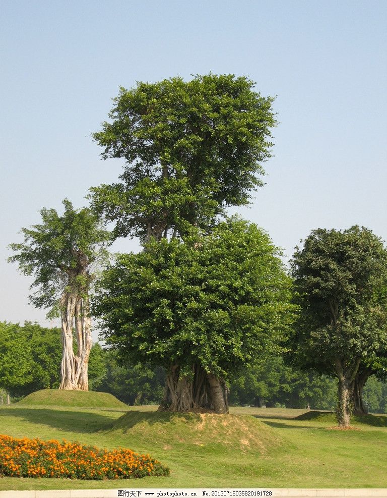 森林的守護者——樹木的獨特魅力