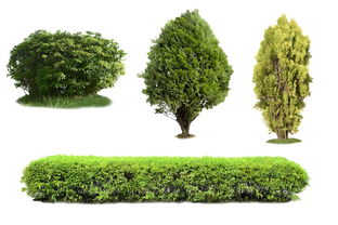 過度砍伐樹木 剖析其背后的多重驅(qū)動因素