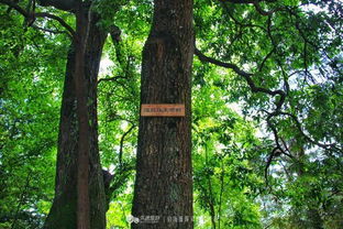 岜沙人的樹木崇拜與樹葬文化 與自然共生的生命哲學(xué)