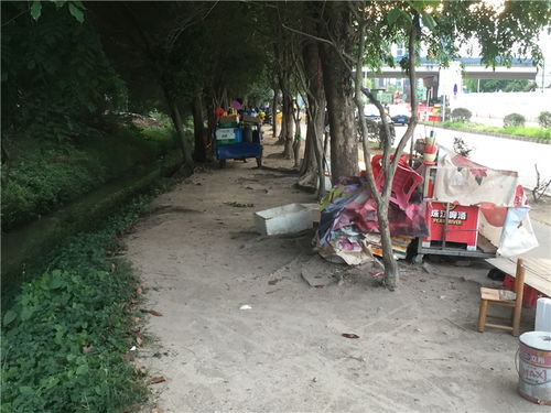 樹木園門口商販依舊 占道經營之外的隱憂與反思